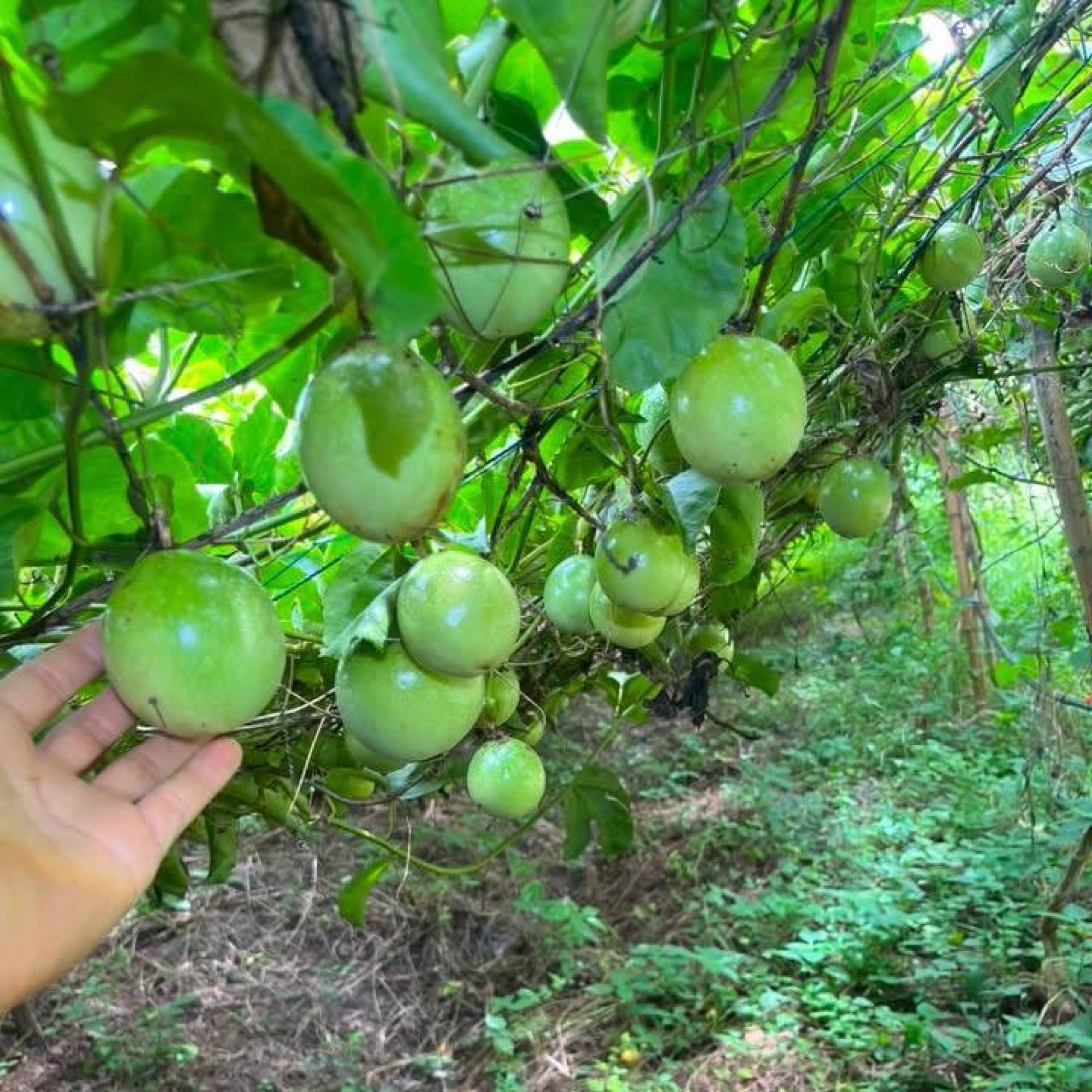 Organic Sweet Honey Passion Fruit